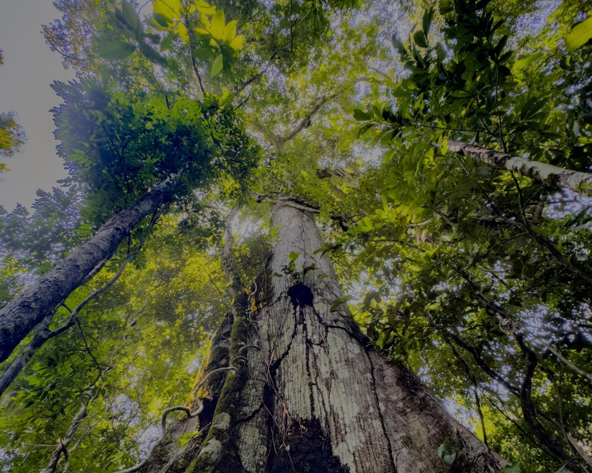 马耳他亚马逊山林小屋 马尔多纳多港 外观 照片